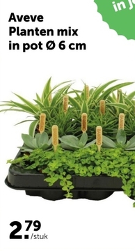 Aanbieding: Planten mix in pot