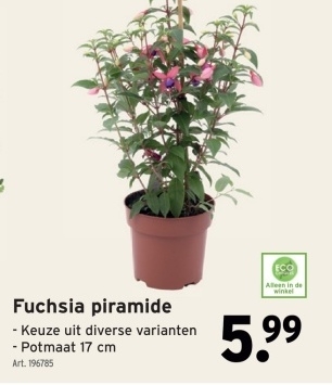 Aanbieding: Fuchsia piramide