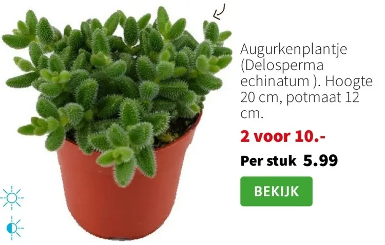Promotie: Augurkenplantje