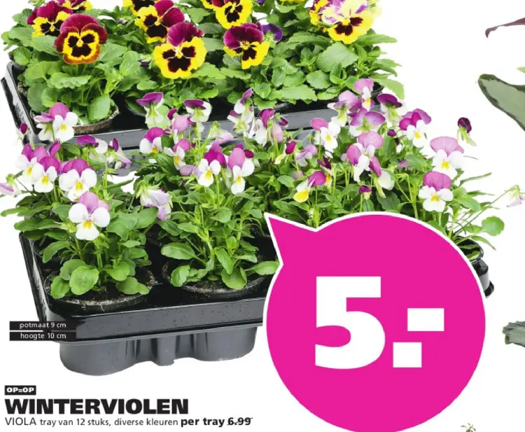 Aanbieding: Winterviolen