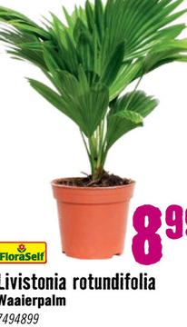 Aanbieding: FLORASELF® Waaierpalm Livistonia rotundifolia potmaat Ø 15 cm