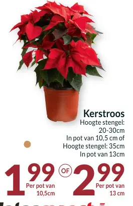 Promotie: Kerstroos