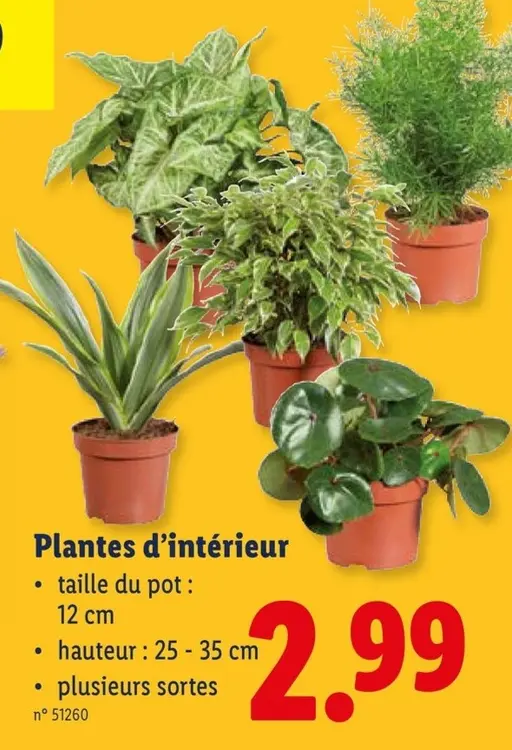 Offre: Plantes d'intérieur