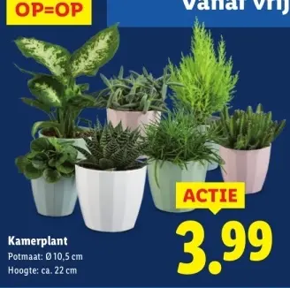 Aanbieding: Kamerplant
