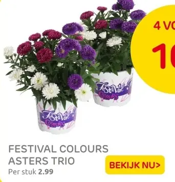 Aanbieding: Festival colours asters trio
