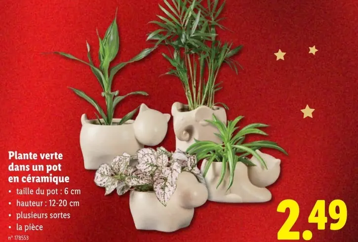 Offre: Plante verte dans un pot en céramique