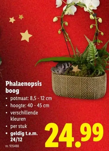 Promotie: Phalaenopsis boog
