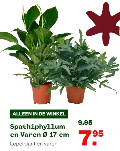 Aanbieding: Spathiphyllum en Varen