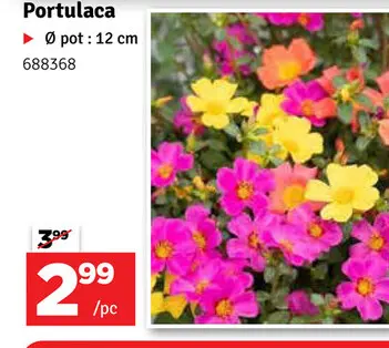 Offre: Portulaca