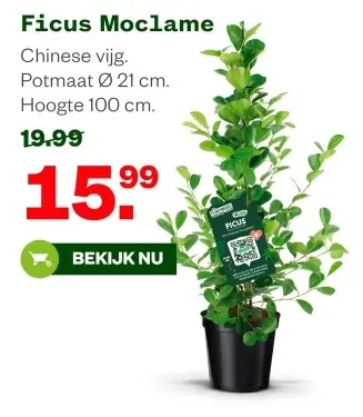 Aanbieding: Ficus Moclame