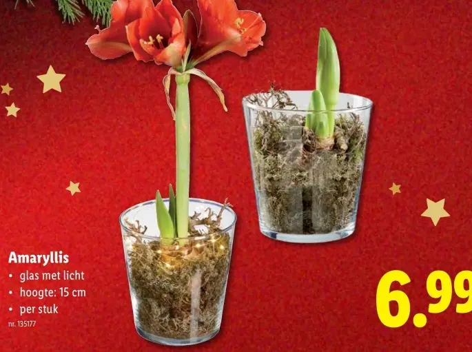 Promotie: Amaryllis