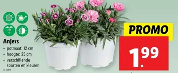 Aanbieding: Anjers