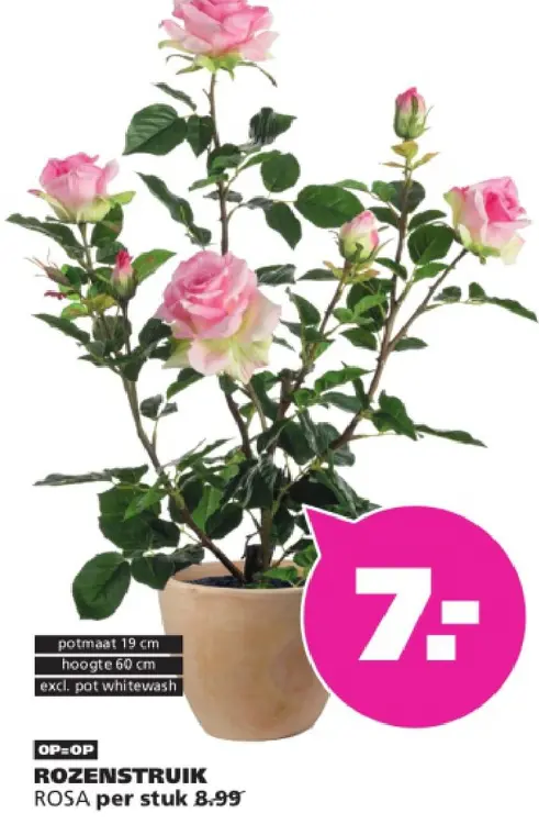 Aanbieding: Rozenstruik rosa