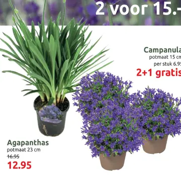 Aanbieding: Agapanthas