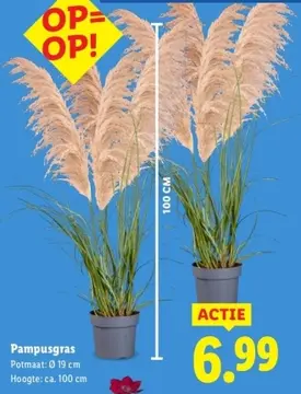 Aanbieding: Pampusgras