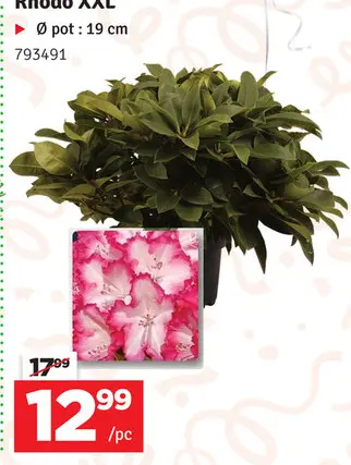 Offre: Rhodo XXL