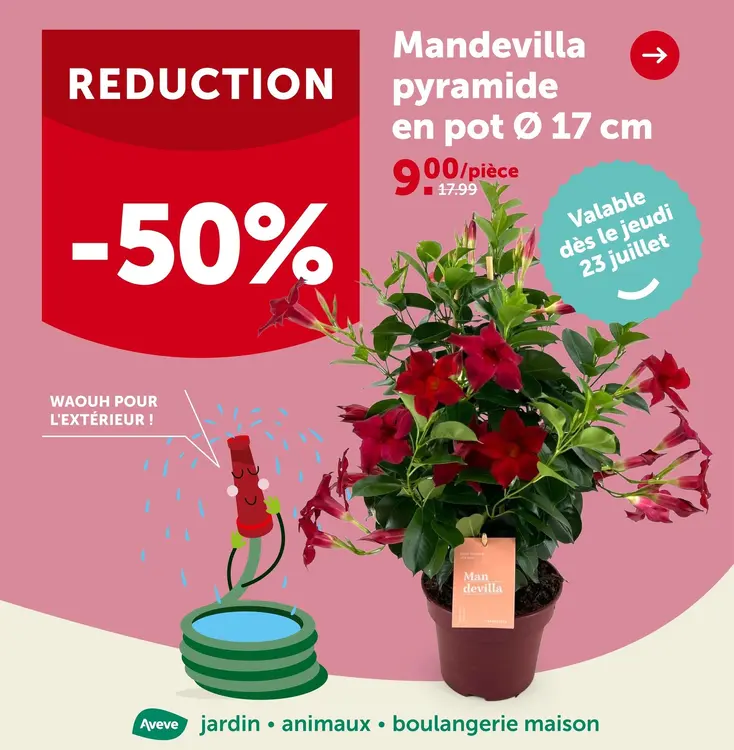 Offre: Mandevilla pyramide en pot