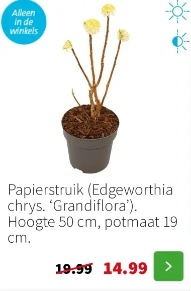 Aanbieding: Papierstruik (Edgeworthia chrys. 'Grandiflora