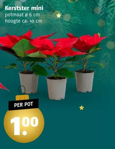 Aanbieding: Kerstster mini