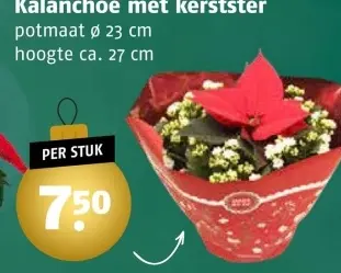 Aanbieding: Kalanchoe met kerstster