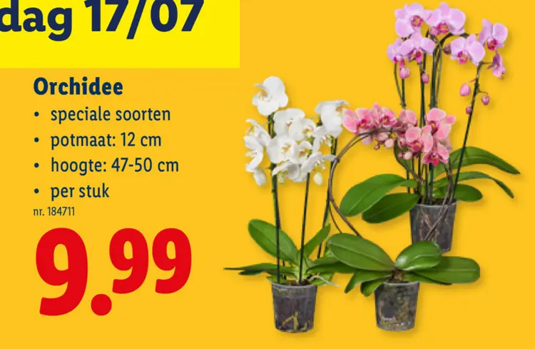 Promotie: Orchidee