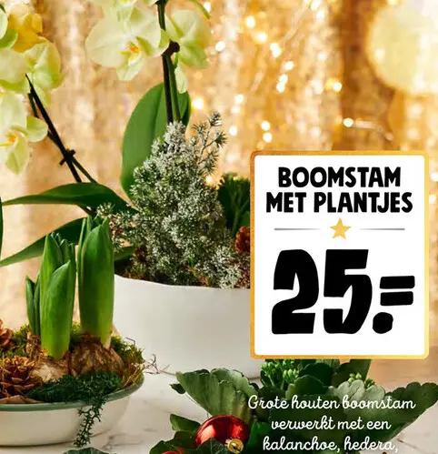 Promotie: Boomstam met plantjes