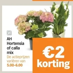 Aanbieding: Hortensia of calla mix