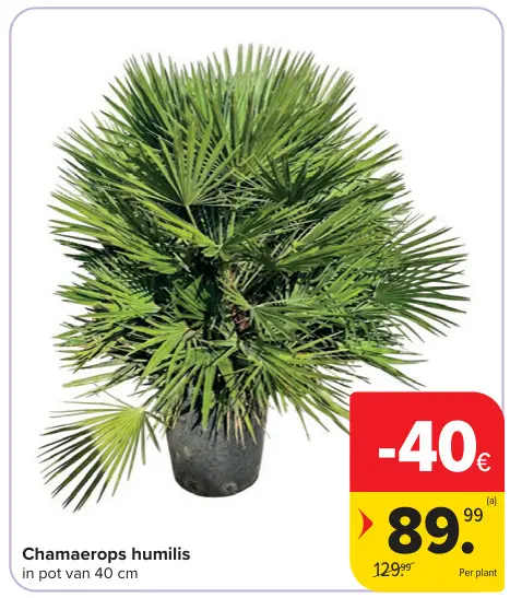 Promotie: Chamaerops humilis