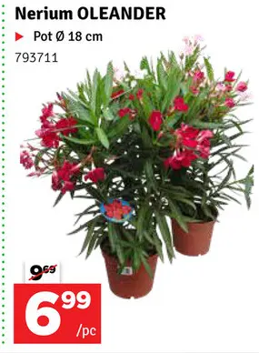 Offre: Nerium OLEANDER