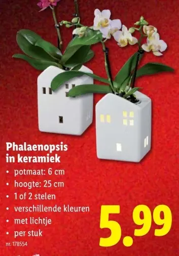 Promotie: Phalaenopsis in keramiek