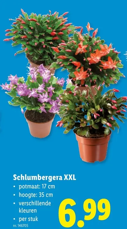 Promotie: Schlumbergera XXL