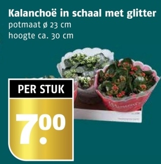 Aanbieding: Kalanchoë in schaal met glitter