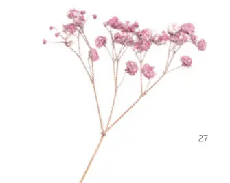 Offre: Fleurs séchées