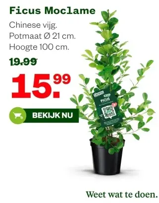 Aanbieding: Ficus Moclame