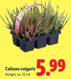 Aanbieding: Calluna vulgaris