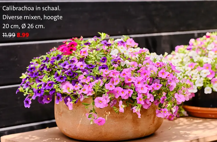 Aanbieding: Calibrachoa