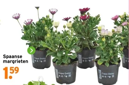 Aanbieding: Spaanse margrieten