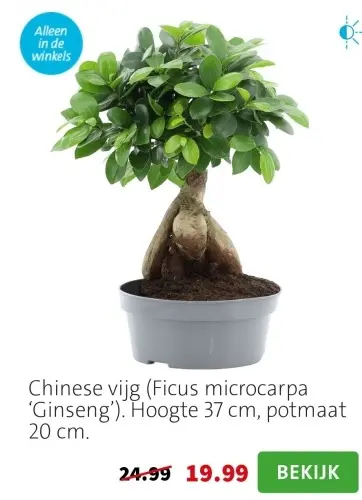 Aanbieding: Chinese vijg