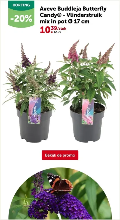 Promotie: Buddleja Butterfly Candy® - Vlinderstruik