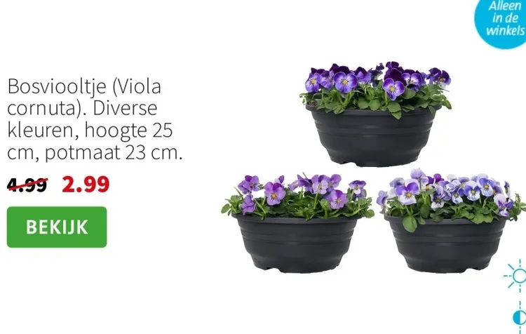 Aanbieding: Bosviooltje (Viola cornuta)