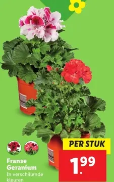 Aanbieding: Franse Geranium