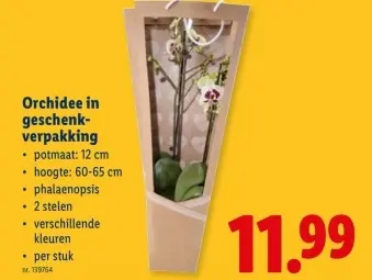 Promotie: Orchidee in geschenkverpakking