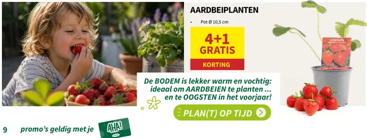 Promotie: Aardbeienplanten