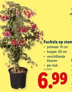 Promotie: Fuchsia op stam
