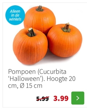 Aanbieding: Pompoen (Cucurbita 'Halloween')