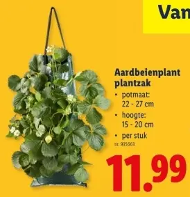 Promotie: Aardbeienplant plantzak