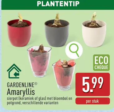 Aanbieding: Amaryllis