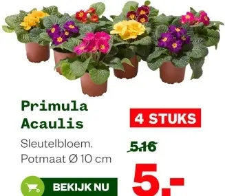 Aanbieding: Primula Acaulis