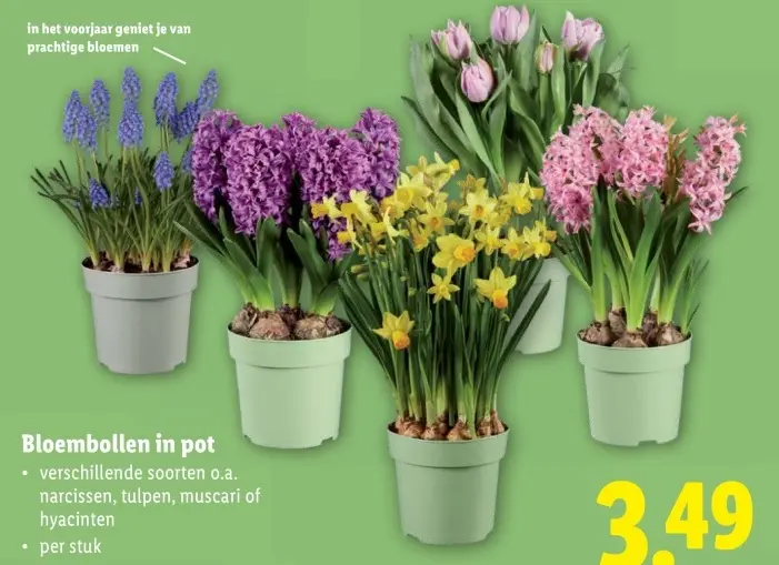 Promotie: Bloembollen in pot