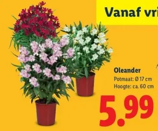 Aanbieding: Oleander
